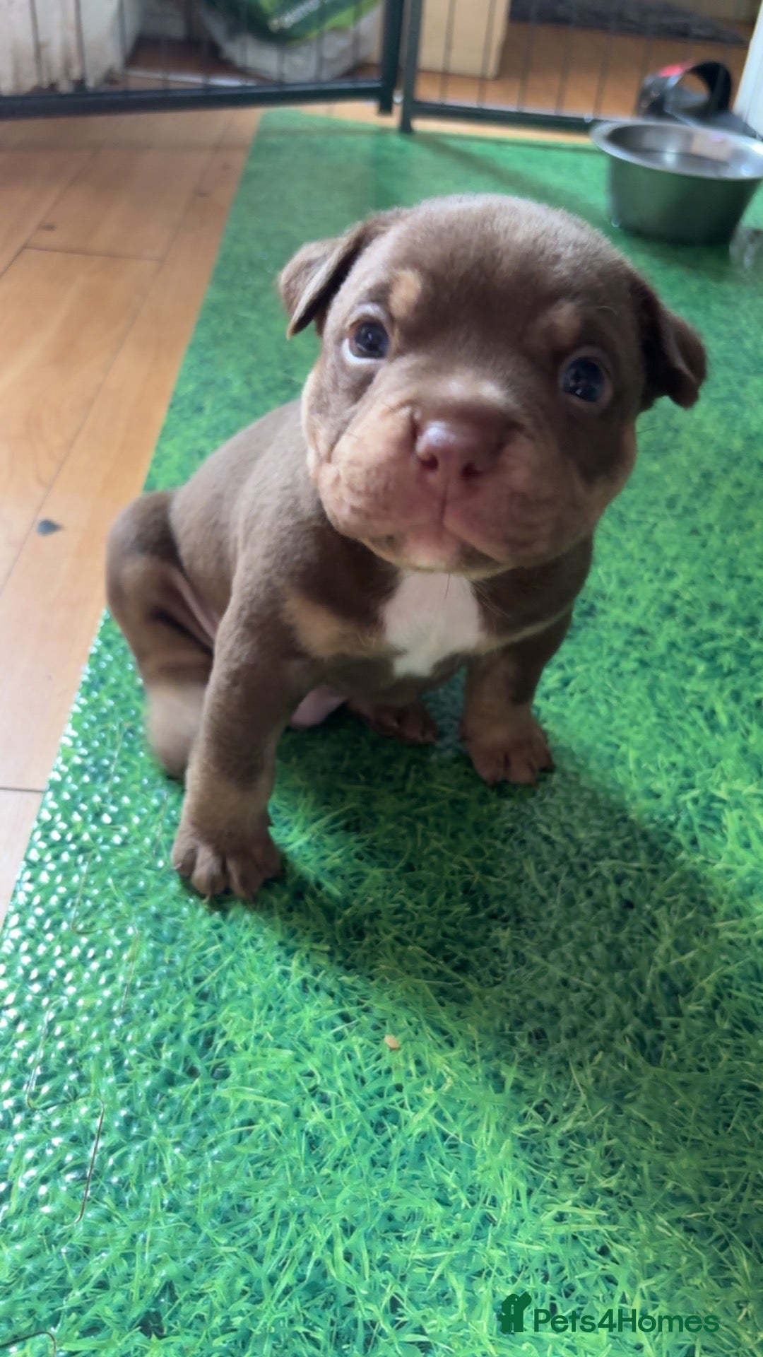American Bully dogs American micro bully’s  - Advert 11