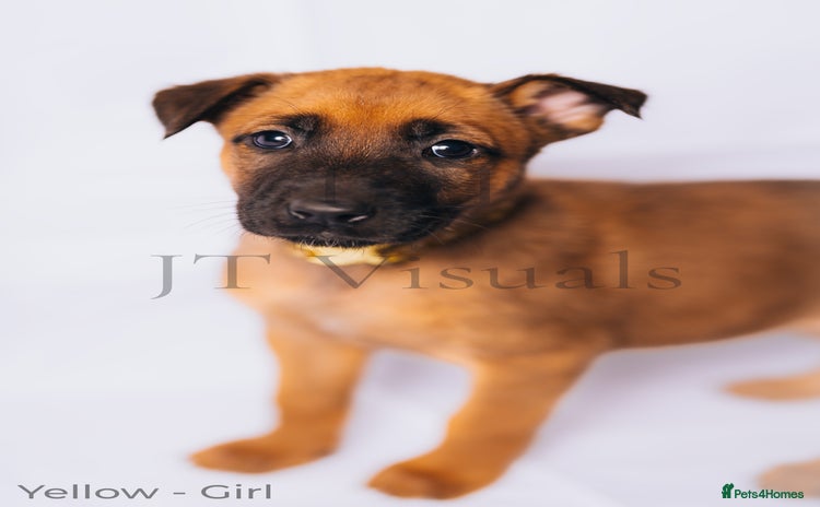 Belgian Shepherd Dog dogs - Advert 1