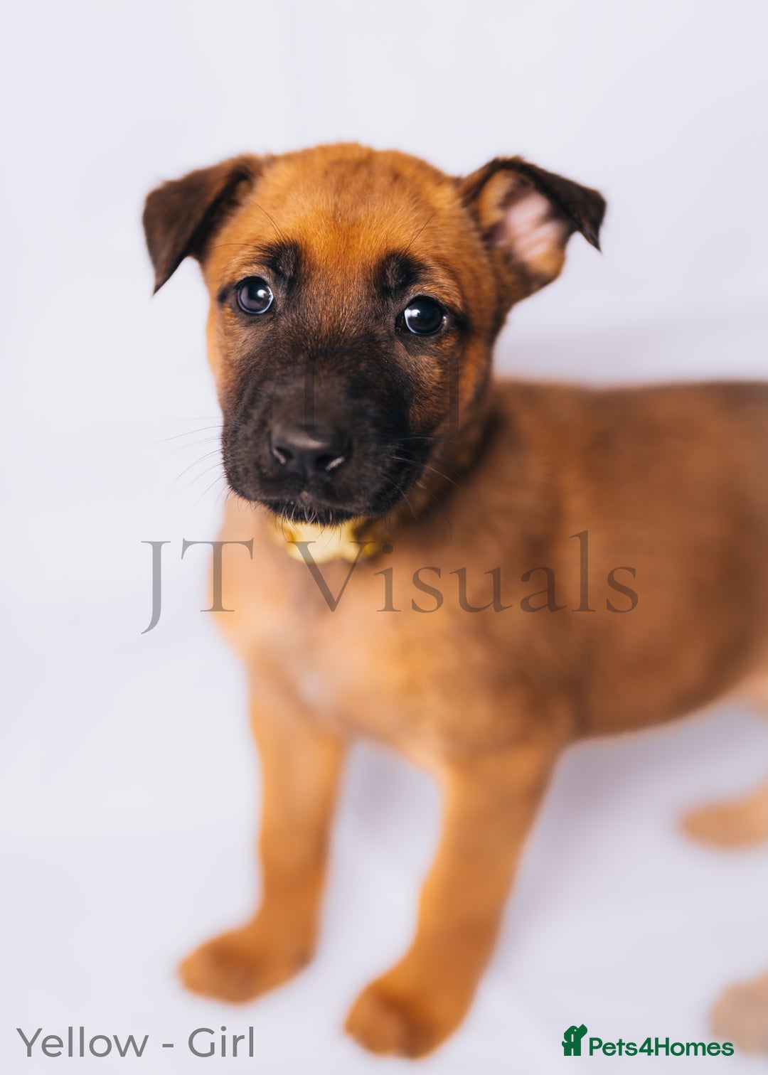 Belgian Shepherd Dog dogs for sale: Belgian Melinous pups ready for homes - Image 1