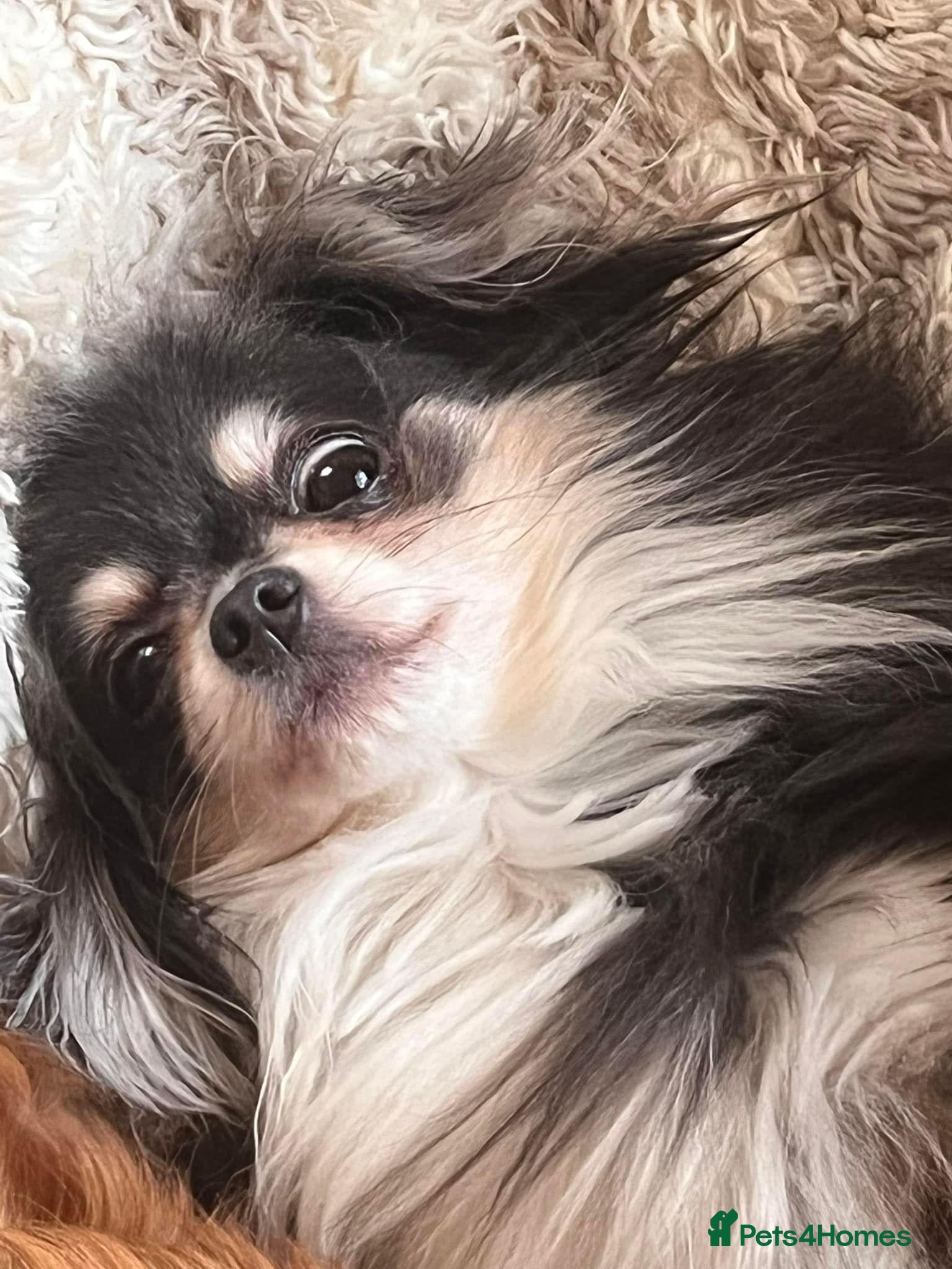 Mixed Breed dogs Chihuahua x Shih Tzu brothers  - Advert 1