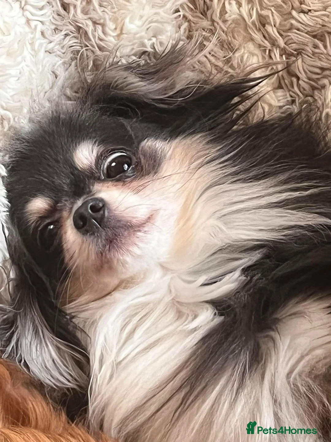 Mixed Breed dogs for sale: Chihuahua x Shih Tzu brothers  in Doncaster - Advert 1