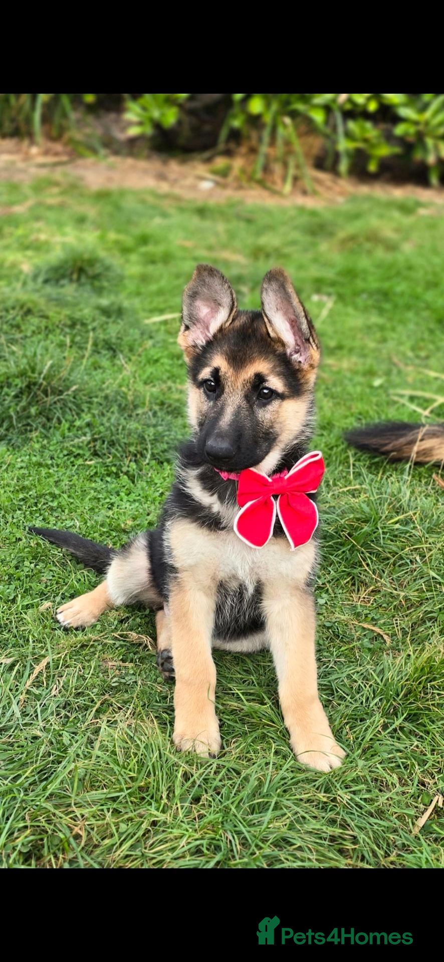 German Shepherd dogs  BEAUTIFUL GERMAN SHEPHERD PUPPIES(4 girs) - Advert 2