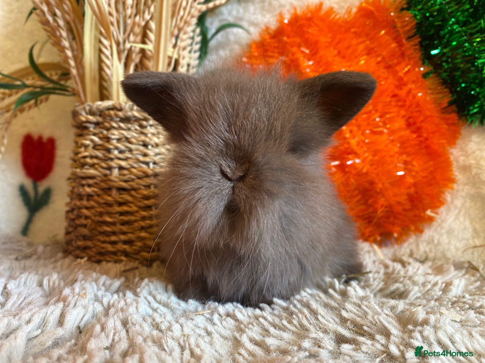 Mini Lion Lop rabbits Single main lion lops - Advert 1