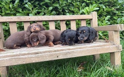 Miniature Dachshund dogs for sale: miniature Dasher - Image 5
