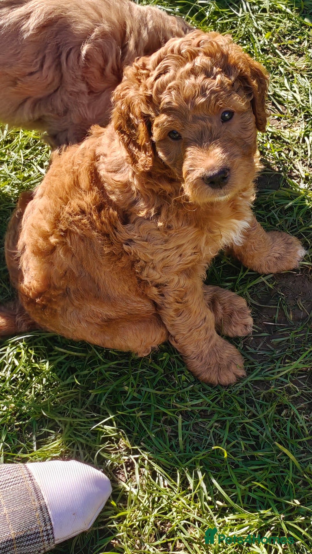 Mixed Breed dogs for sale: ✨Ready:DNA clear Australian Labradoodles ✨ - Advert 2