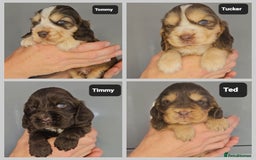 Cocker Spaniel dogs for sale: Exceptional Pedigree Kc Champion Show Cockers - Image 3
