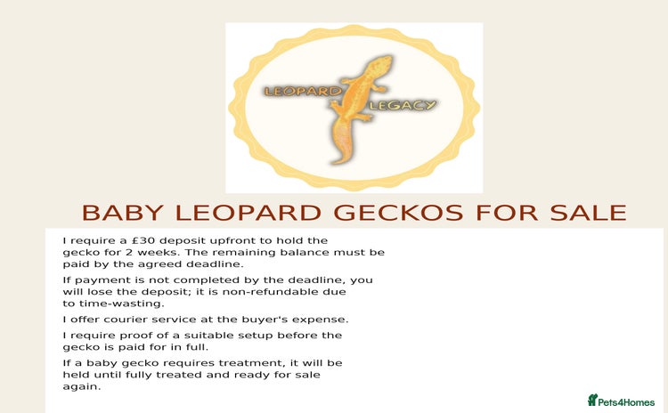 Leopard Gecko reptiles Multiple leopard gecko babies for quick sale!  - Advert 9