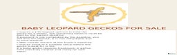 Leopard Gecko reptiles for sale: Multiple leopard gecko babies for quick sale!  - Advert 1