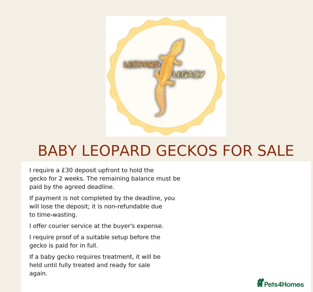 Leopard Gecko reptiles for sale: Multiple leopard gecko babies for quick sale!  - Advert 1