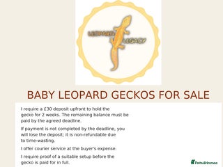 Leopard Gecko reptiles Multiple leopard gecko babies for quick sale! - Advert 10
