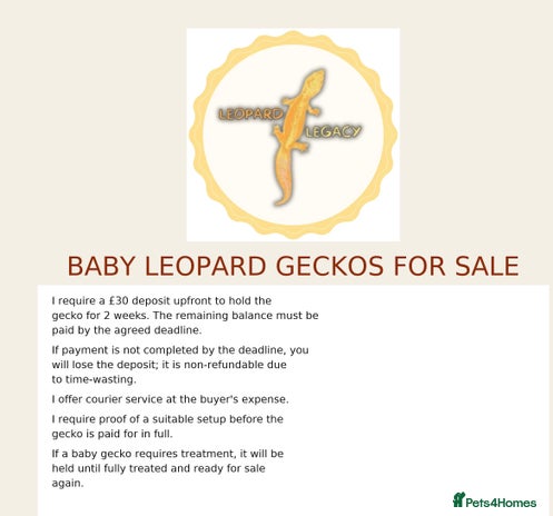 Leopard Gecko reptiles Multiple leopard gecko babies for quick sale! - Advert 9