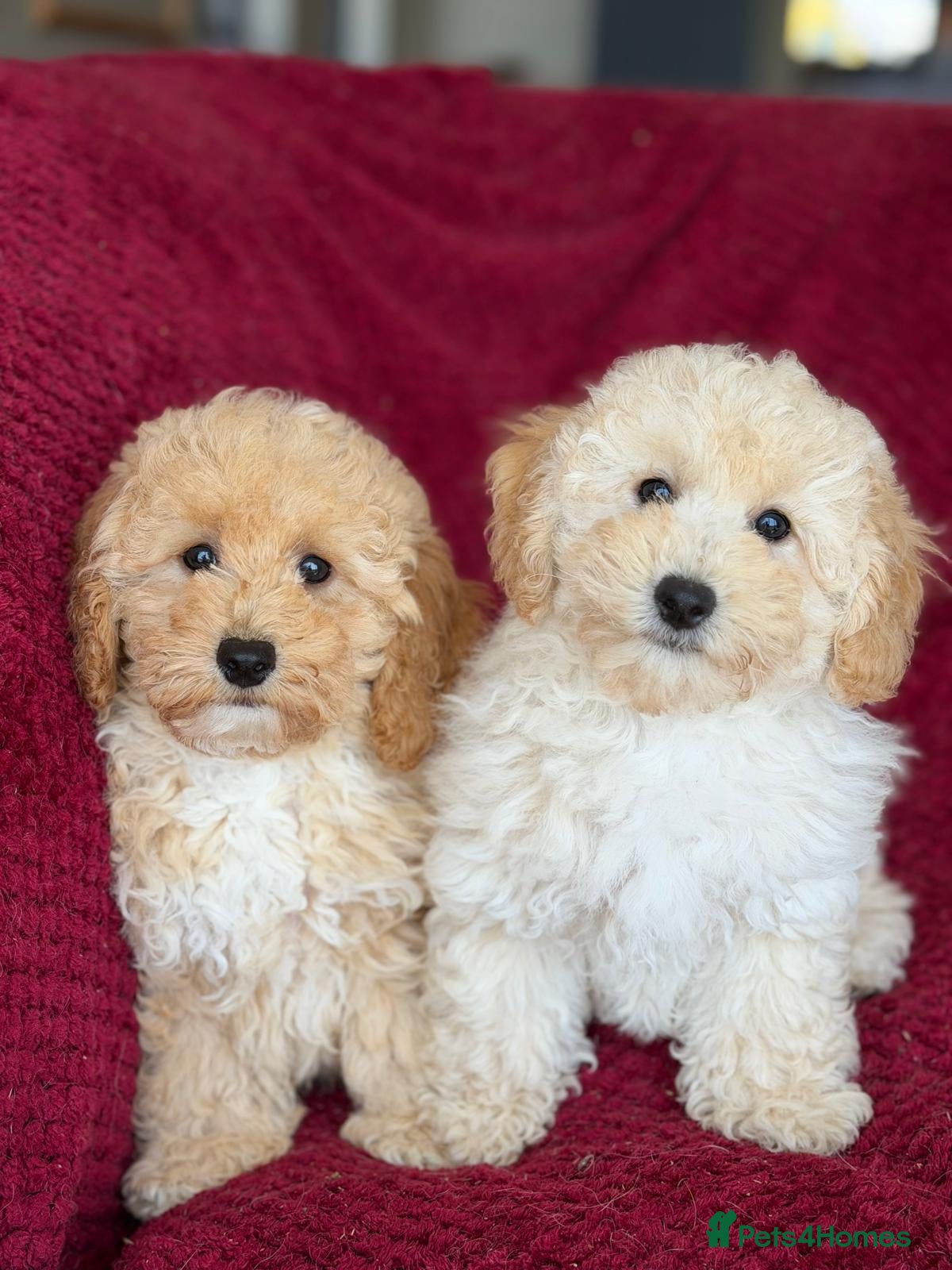 Poochon dogs Poochon F1 - Advert 1
