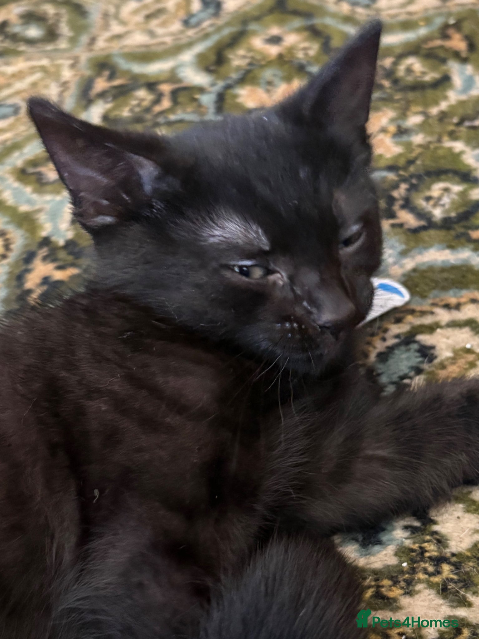 Mixed Breed cats 🐈‍⬛Last kitten left 🐈‍⬛ - Advert 12