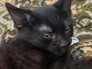 Mixed Breed cats 🐈⬛Last kitten left 🐈⬛ - Advert 12