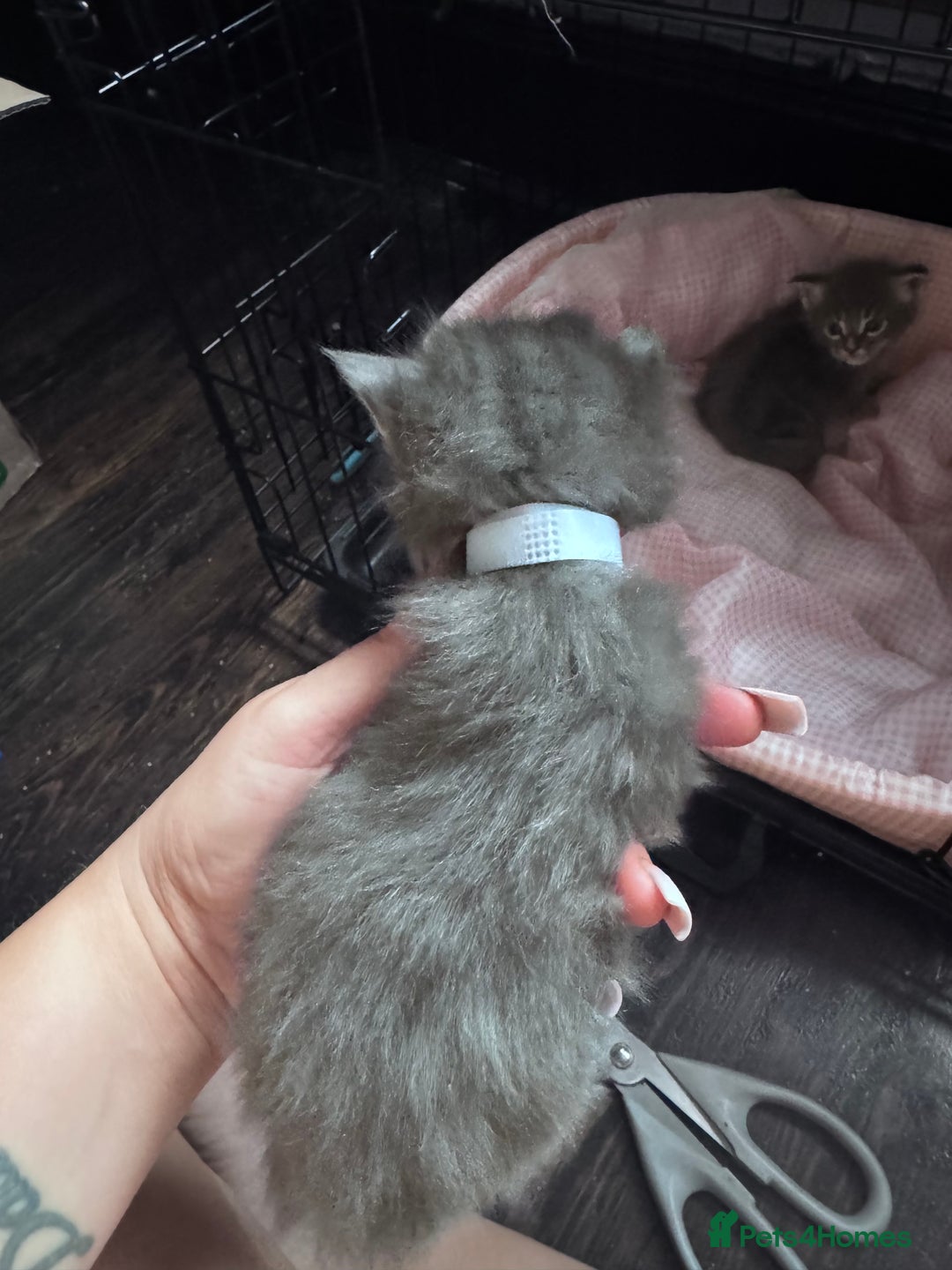 Maine Coon cats for sale: READY NOW Maine coon kittens  - Image 12