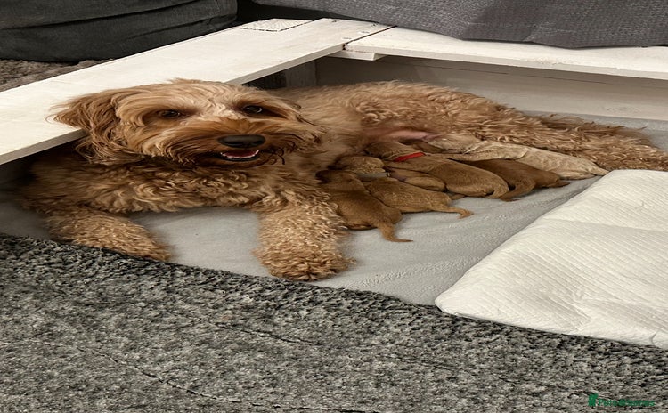 Cockapoo dogs Cockerpoo - Advert 4