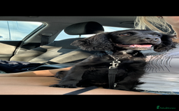 Cocker Spaniel dogs for sale: 1 black male cockerspaniel  - Image 1