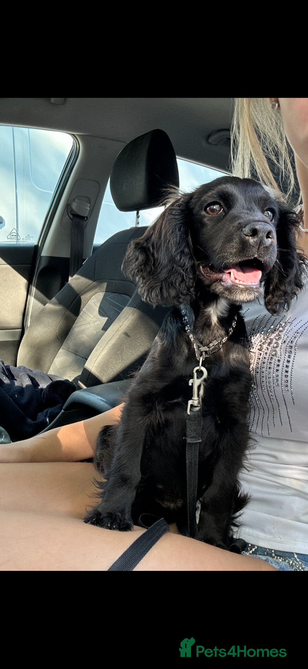 Cocker Spaniel dogs for sale: 1 black male cockerspaniel  - Image 1