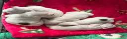 English Bulldog dogs for sale: EXCITING LITTER  - Advert 2
