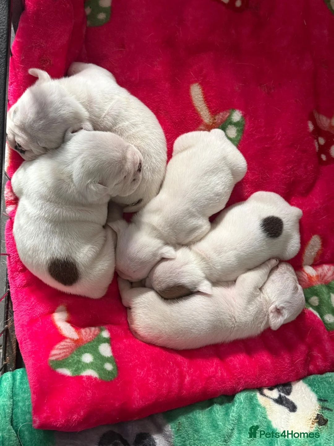 English Bulldog dogs for sale: EXCITING LITTER  - Advert 2