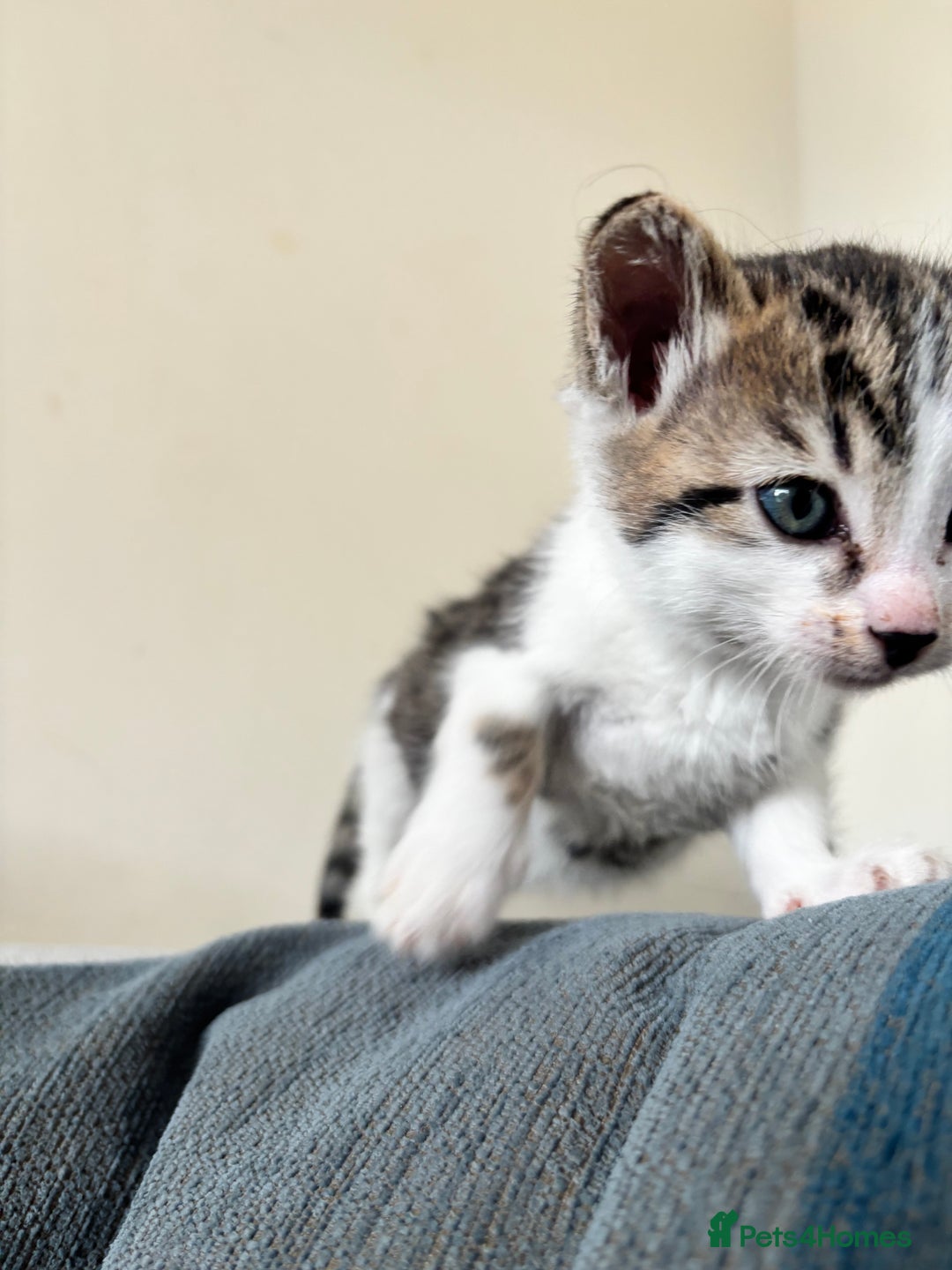 British Shorthair cats for sale: Four hand reared kittens Please read the info - Advert 3