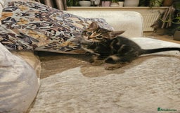 Mixed Breed cats for sale: Free kitten - Image 4