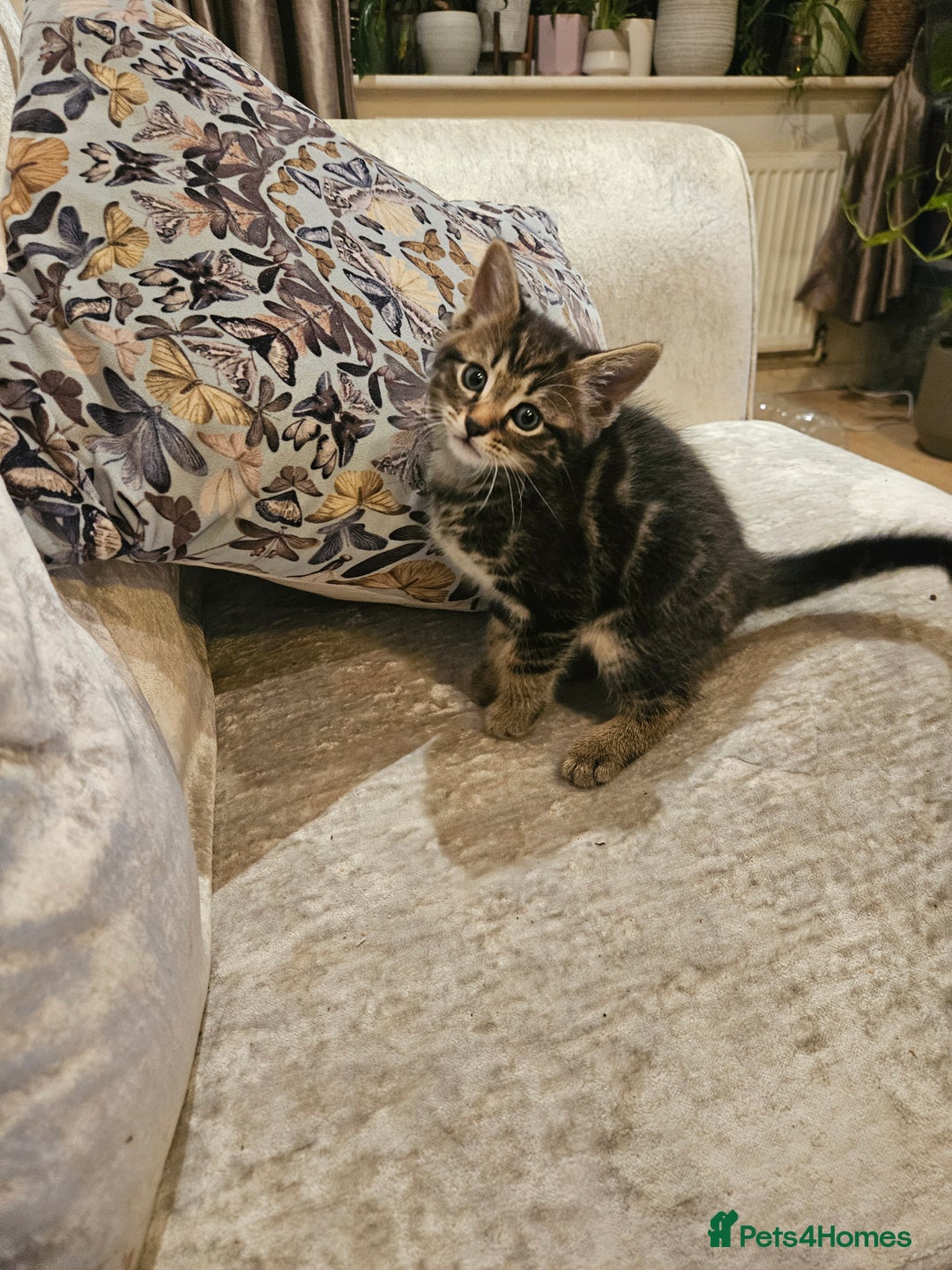 Mixed Breed cats for sale: Free kitten - Image 4