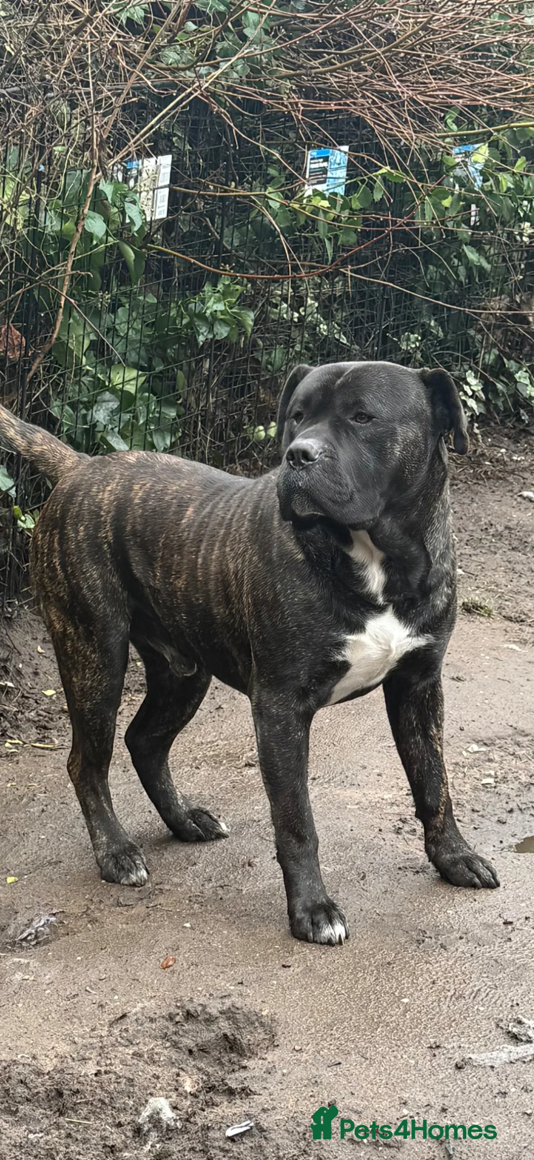 Presa Canario dogs for adoption: 3 year Old Presa Canario   - Advert 2