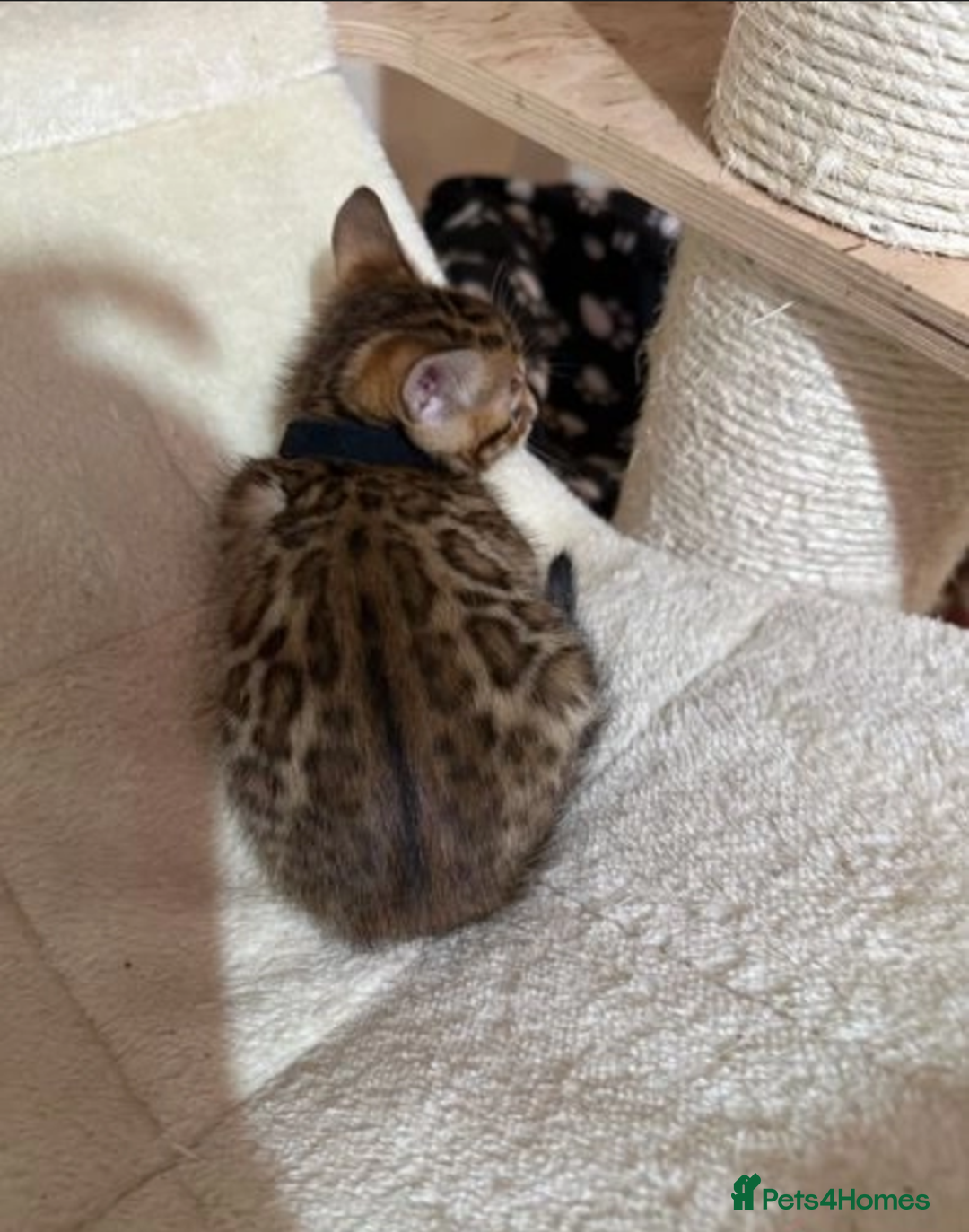 Bengal cats for sale: Stunning Male & Female Bengal Kittens Ready Now - Image 2
