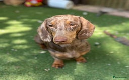 Dachshund dogs for sale: Giving him for adoption  - Image 1