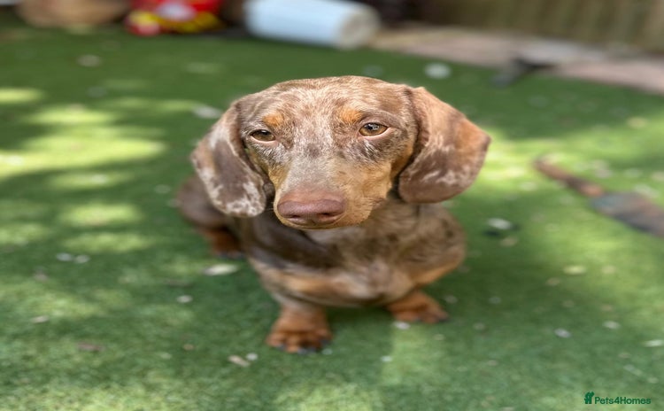Dachshund dogs - Advert 2