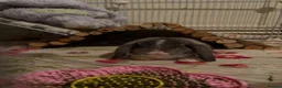English Lop rabbits for sale: Baby girl lop  in Birmingham - Advert 3