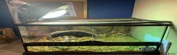 Tortoise reptiles for sale: Marginated Tortoise with full setup  - Advert 7
