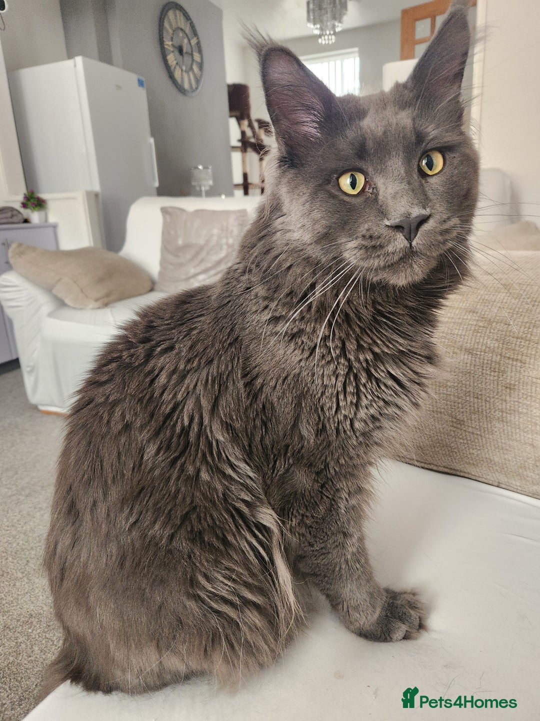 Maine Coon cats for sale: Beautiful Purebred maine coon kittens - Advert 6