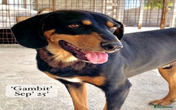 Mixed Breed dogs for adoption: Gambit, 5 yrs approx. Available for adoption. - Image 19