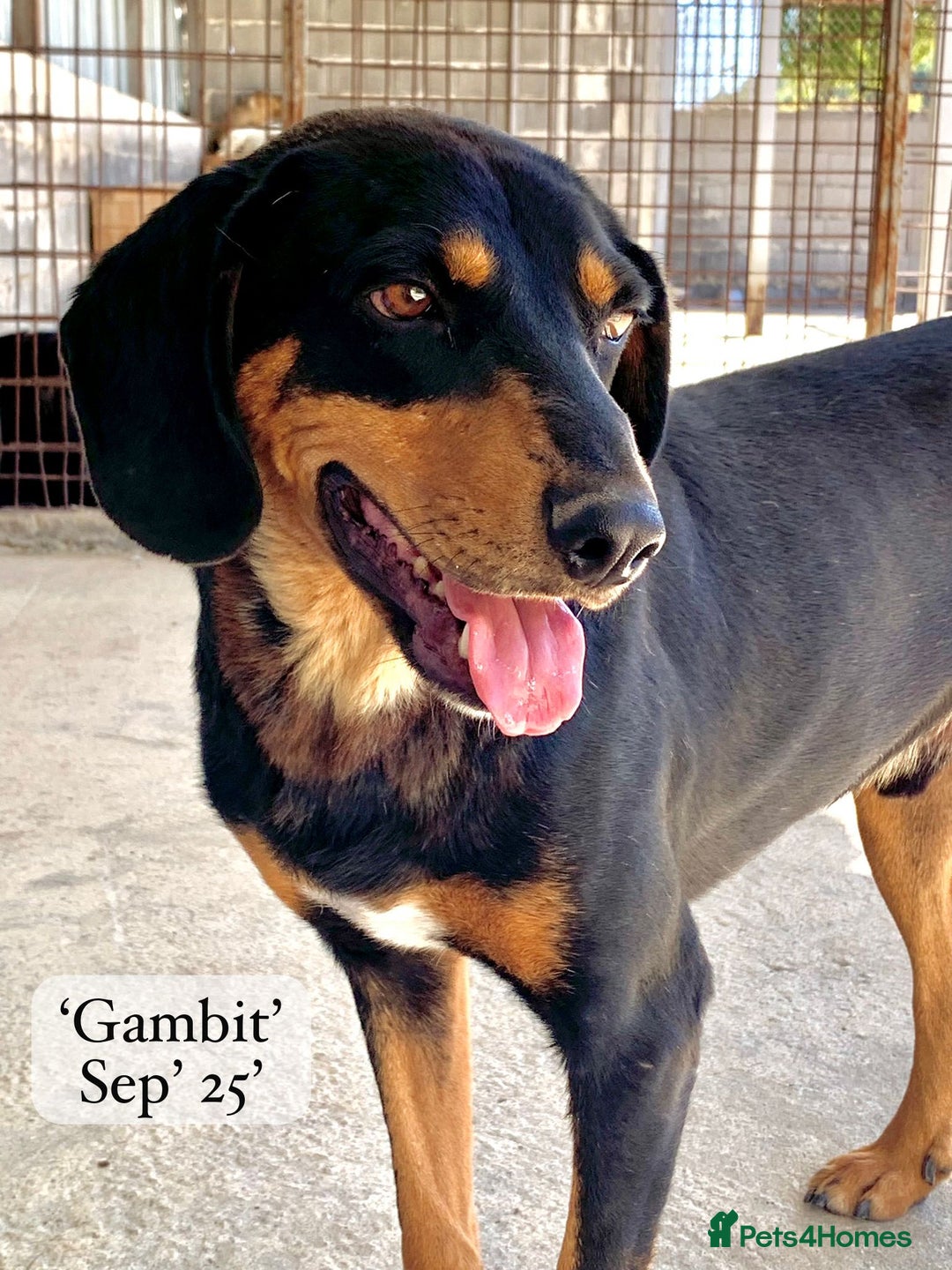 Mixed Breed dogs for adoption: Gambit, 5 yrs approx. Available for adoption. - Image 19
