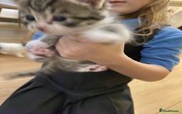 Mixed Breed cats for sale: Bengal X Ragdoll kittens - Image 7