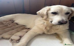 Golden Retriever dogs for sale: Beautiful Golden Retriever - Image 5