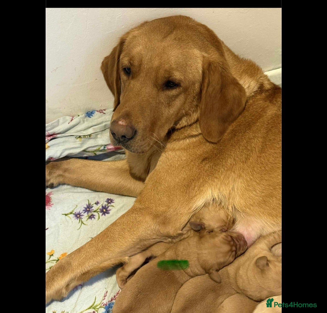 Labrador Retriever dogs Lab puppies - Advert 1