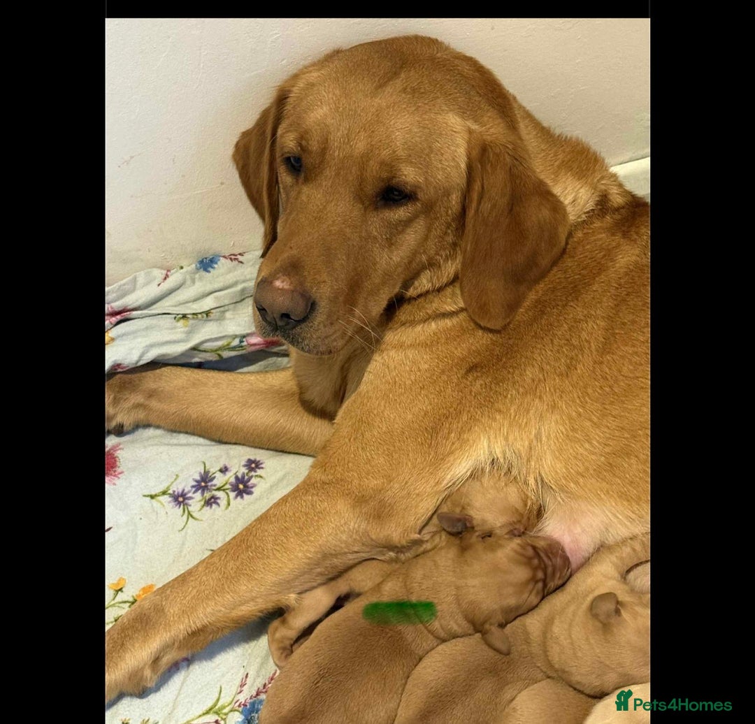 Labrador Retriever dogs for sale: Lab puppies - Advert 1