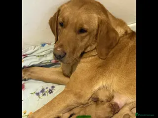 Labrador Retriever dogs Lab puppies - Advert 1