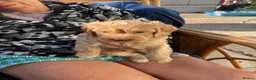 Cavapoo dogs for sale: F1 b cavapoo health tested 1 available  - Advert 1