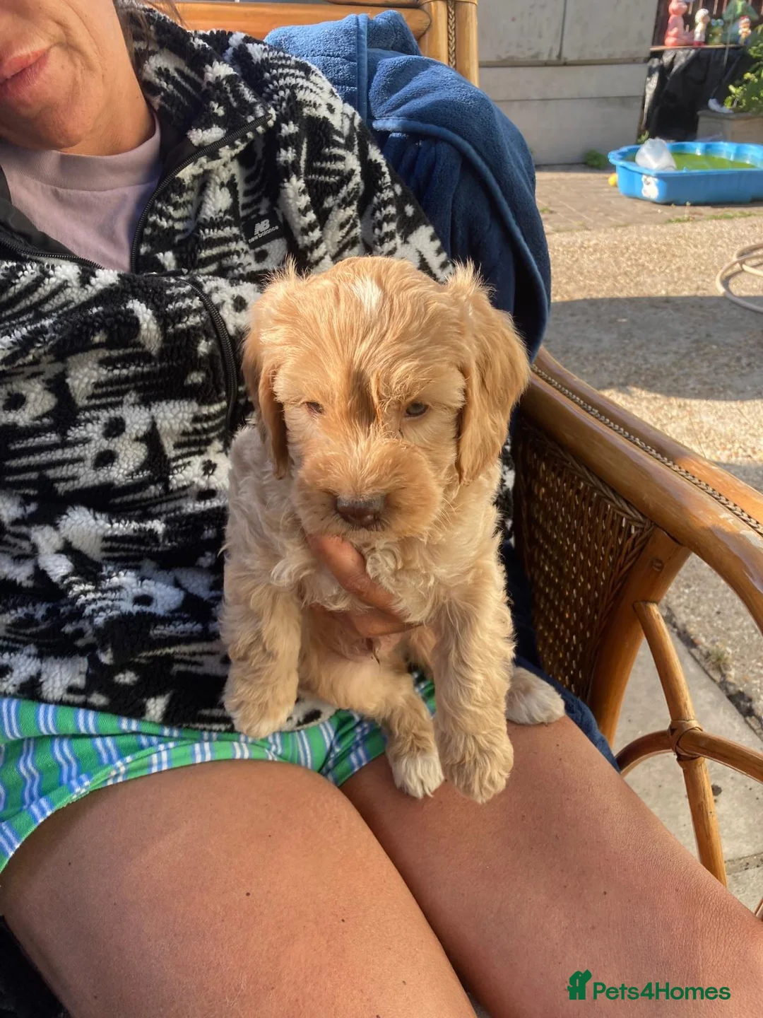 Cavapoo dogs for sale: F1 b cavapoo health tested 1 available  - Advert 1