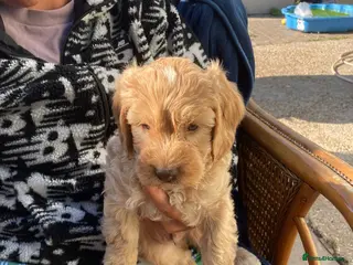 Cavapoo dogs F1 b cavapoo health tested 1 available - Advert 7