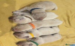 Golden Retriever dogs for sale: 7 beautiful Golden Retriever puppies  - Image 1