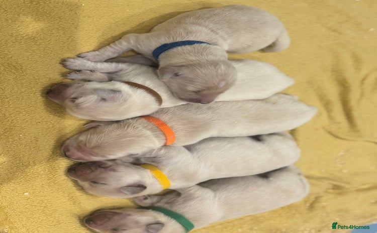 Golden Retriever dogs - Advert 1