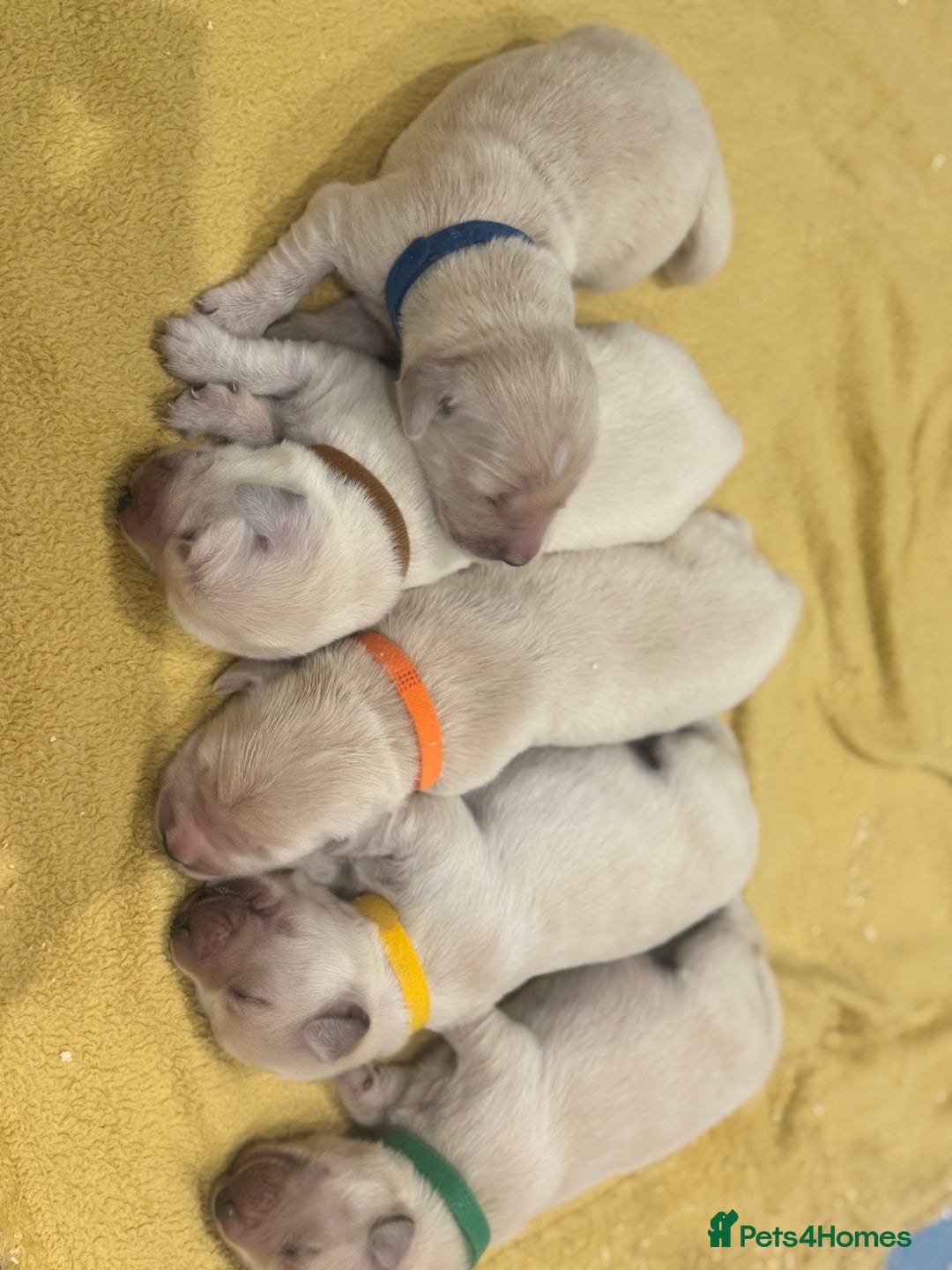 Golden Retriever dogs for sale: 7 beautiful Golden Retriever puppies  - Image 1