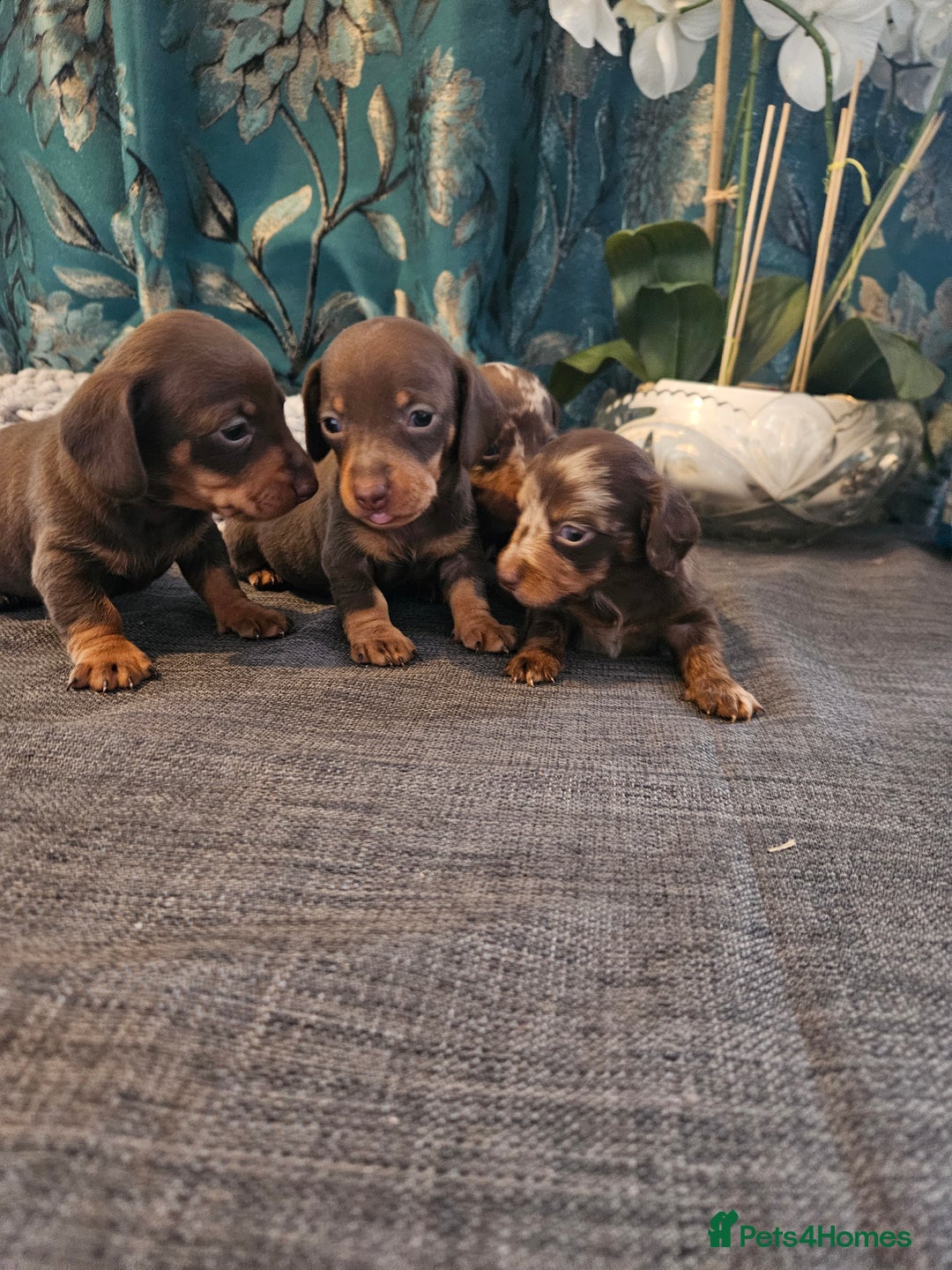 Dachshund dogs for sale: Dachshund  - Image 13