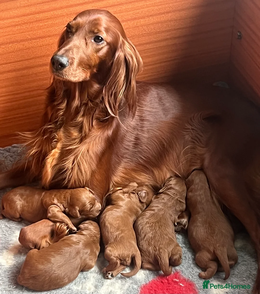 Irish Doodle dogs for sale: Beautiful Irish doodle puppies  - Advert 1