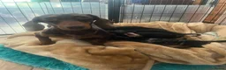 Miniature Dachshund dogs for sale: Gorgeous kaninchen/miniature puppies - Advert 15